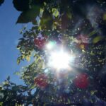 Bright sunlight shines through green leaves, creating lens flare and natural patterns.